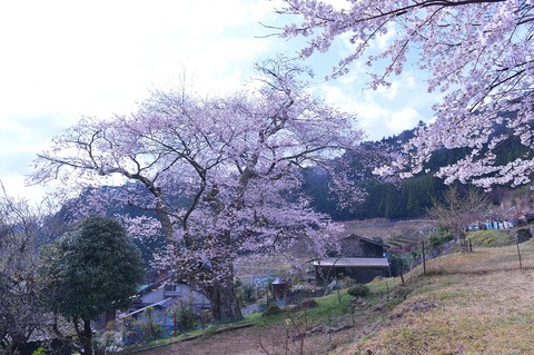 和市薬師寺エドヒガン桜 (7)