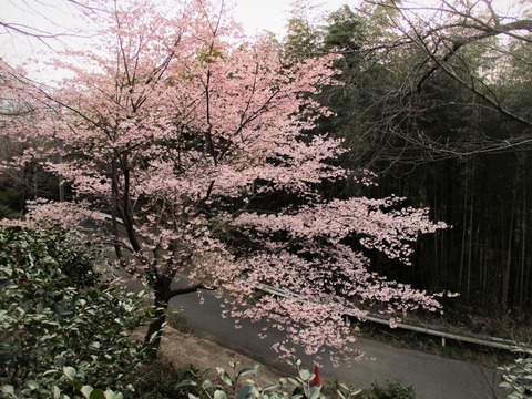 大漁桜(鯛漁桜)2