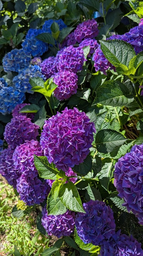 PXL_20250625_051244325