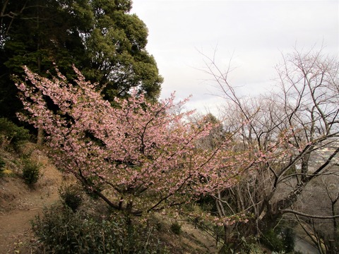 河津桜1