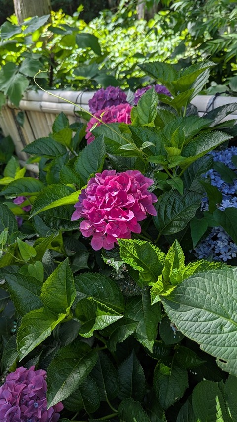 PXL_20250625_051254878