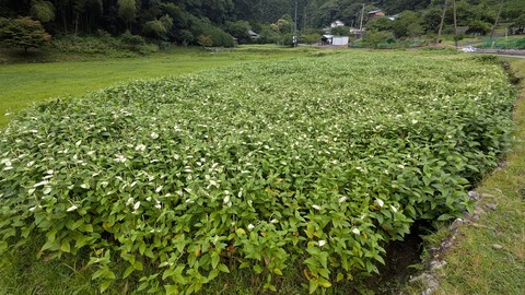 PXL_20260713_045701119