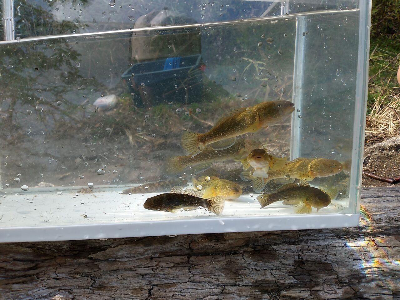 ヌマチチブ釣り Teturoの日記 ヌマチチブ釣り Teturoの日記