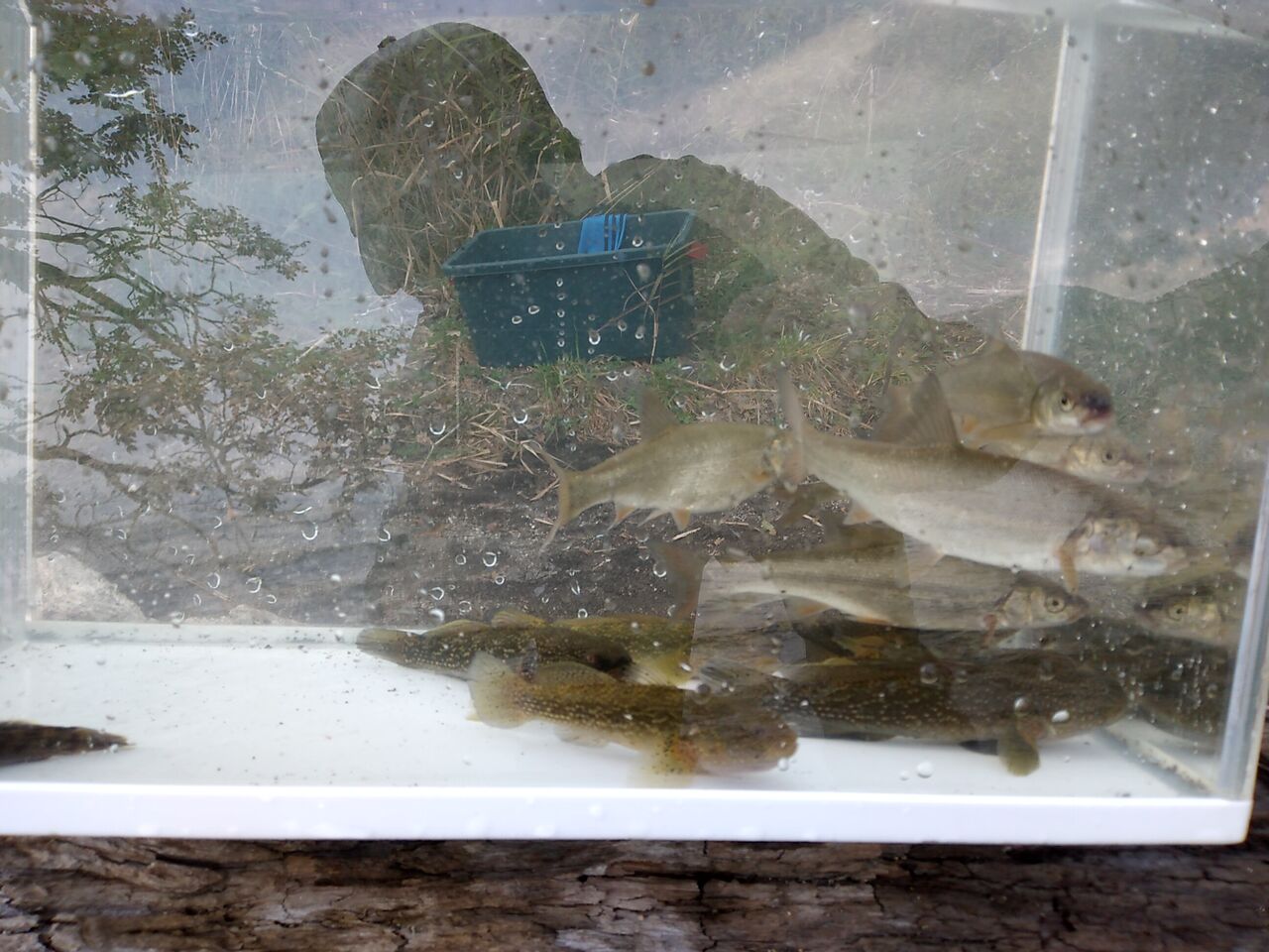 ヌマチチブ釣り Teturoの日記 ヌマチチブ釣り Teturoの日記