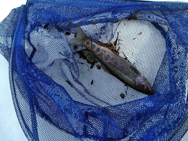 真冬の川で釣り ガサガサ Teturoの日記