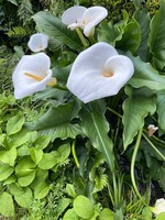 IMG_0476