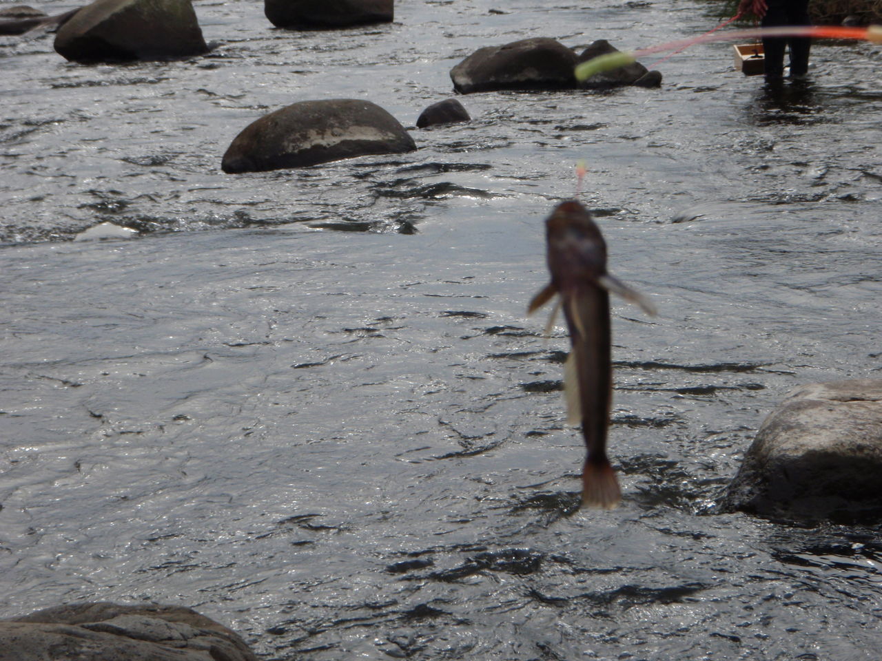カジカ釣りデビュー 鮎のチカラ カジカ釣りデビュー 鮎のチカラ