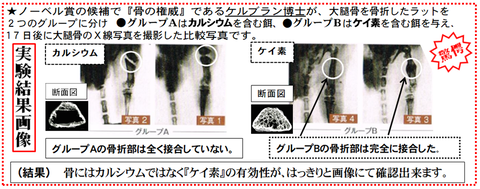 ケルブラン ラットの骨折をケイ素で治す