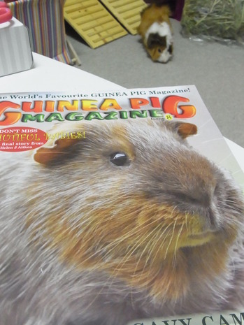 モルモット専門誌「ギニーピッグマガジン（Guinea Pig Magazine）」レビュー