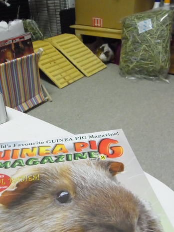 モルモット専門誌「ギニーピッグマガジン(Guinea Pig Magazine)」レビュー