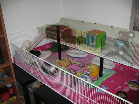 cage01