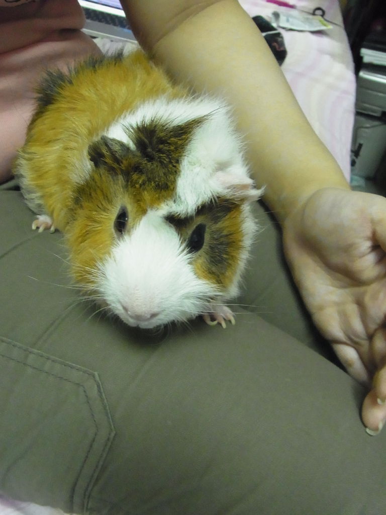 ラテ氏 病院で 毛刈り の刑に処される 雄モル特有の 臭腺の汚れ モルモット飼育ブログ Daily Mocha Latte