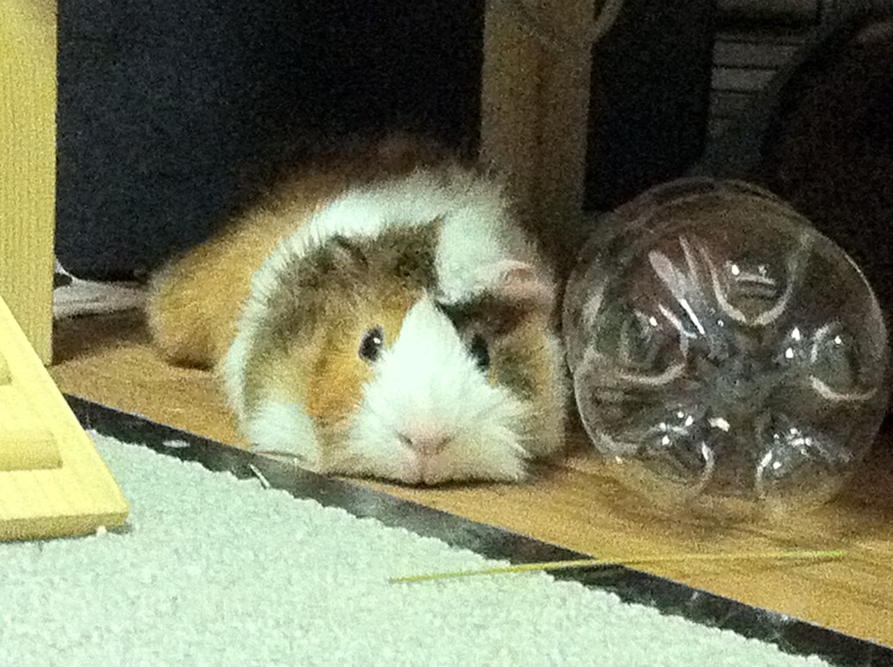 モルモットの大きさを正確に伝えるには モルモット飼育ブログ Daily Mocha Latte