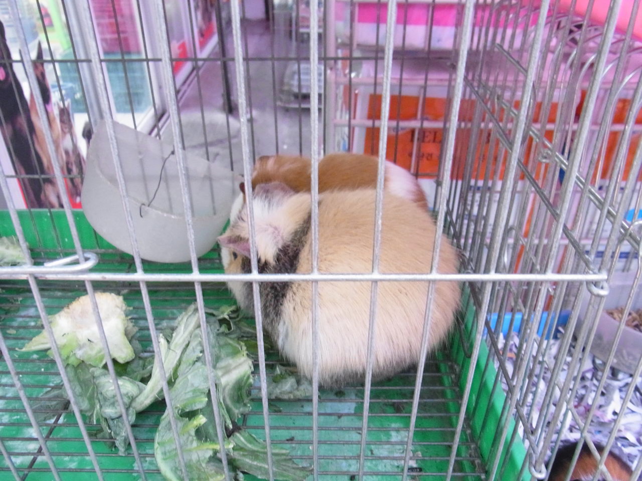 モルモット飼育ブログ Daily Mocha Latte 世界のモルモットニュース