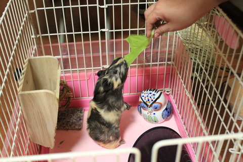 二ヶ月ぶりにモルベビー「ペコー」に会ってきました!