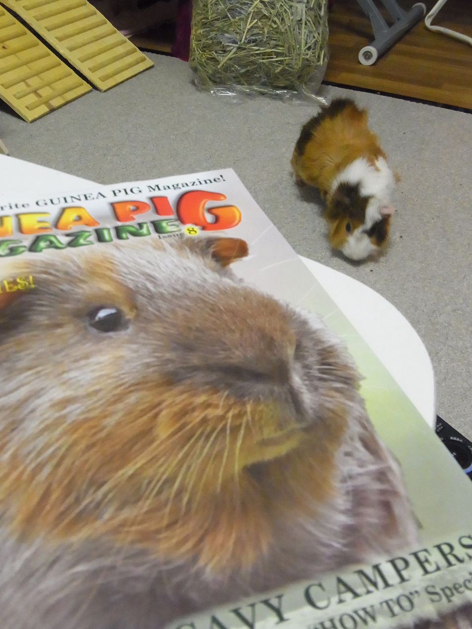 モルモット専門誌 ギニーピッグマガジン Guinea Pig Magazine レビュー モルモット飼育ブログ Daily Mocha Latte