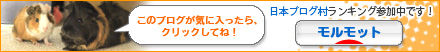にほんブログ村 小動物ブログ モルモットへ