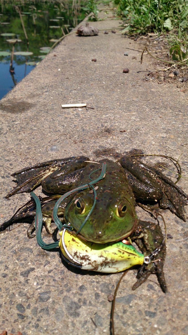 カエルでカエル Daily 森本