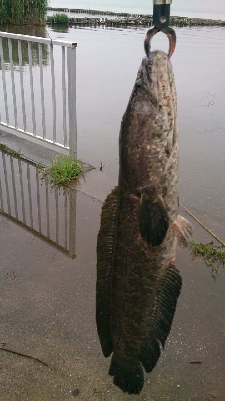 霞ヶ浦で雷魚 Daily 森本 霞ヶ浦で雷魚 Daily 森本