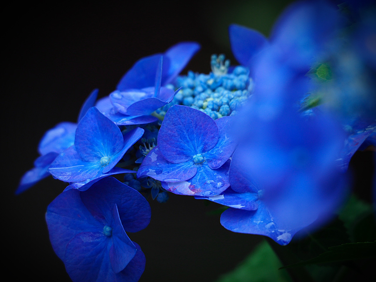 6月です やっぱりお花いいです 季節を切り撮りパッチワーク 6月です やっぱりお花いいです 季節を切り撮りパッチワーク