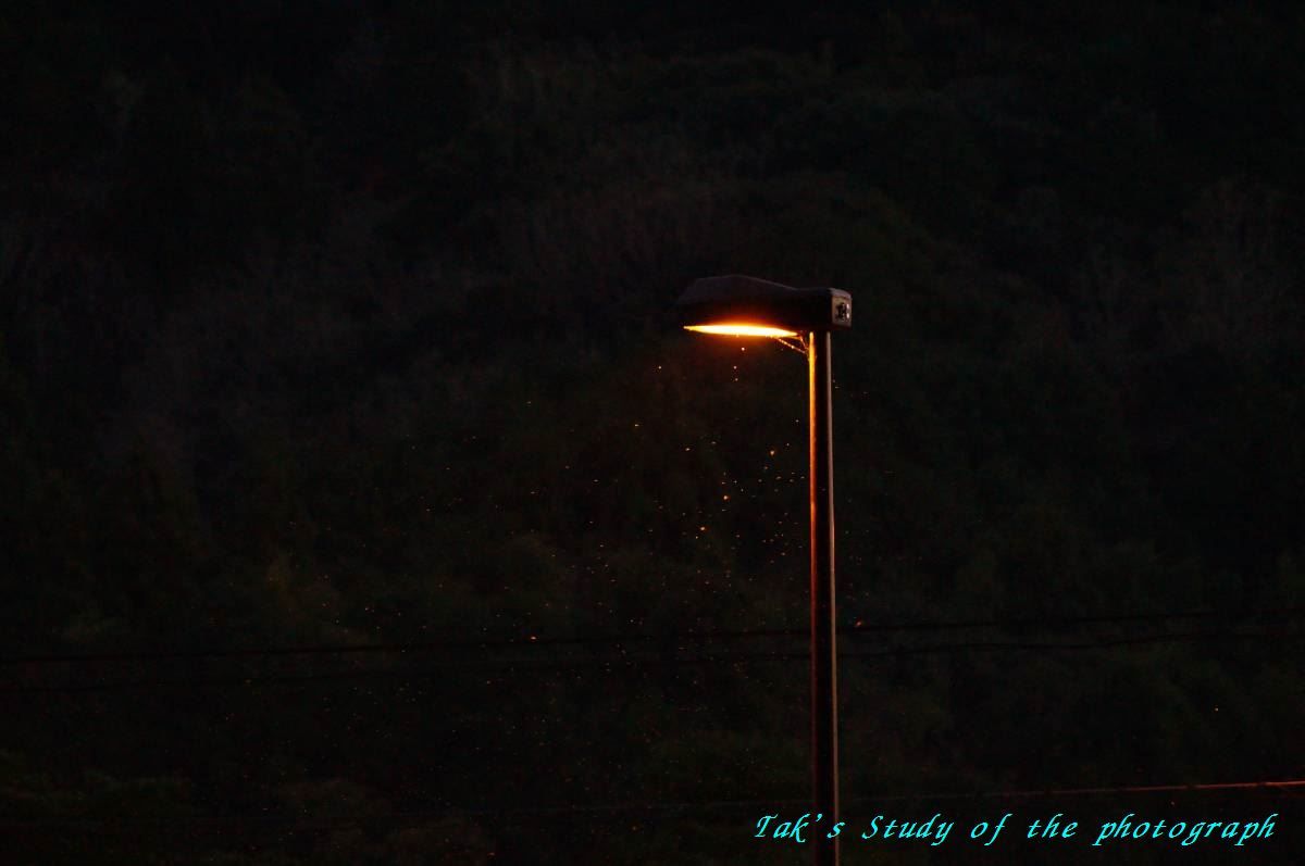 たkの不定期こうしんちう?:街灯の下。