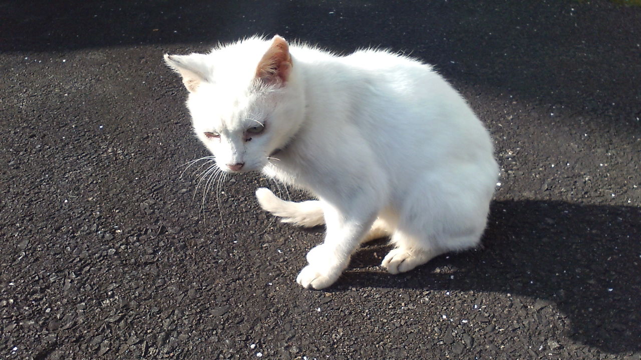 たｋの不定期こうしんちう 野良