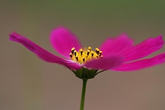 Cosmos bipinnatus