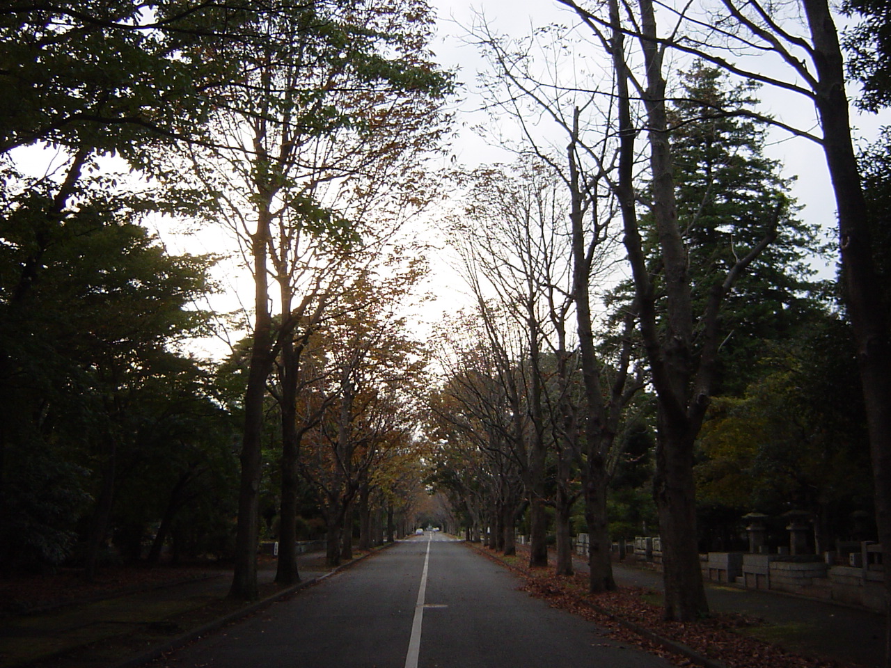 多磨 霊園 自転車