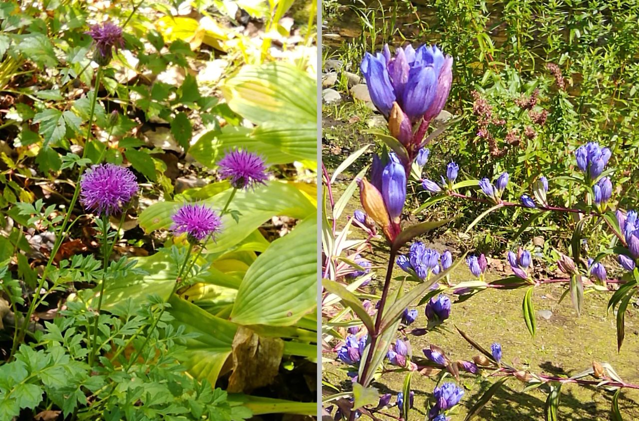北海道旅行 花いっぱいの森を散策 六花の森 それなりに平穏な日々