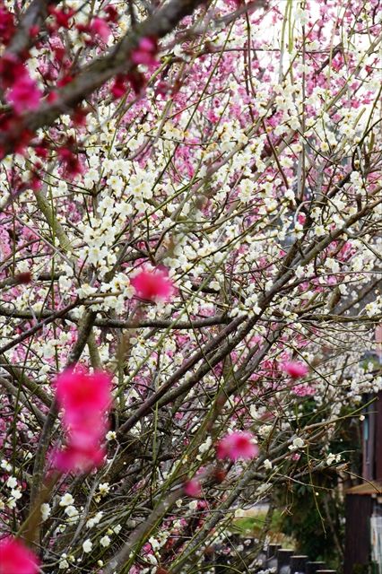 20160305_桜と梅と (162)_R