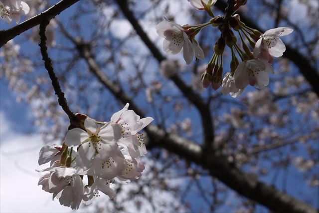 20140330_龍野プチつー (17)a_R