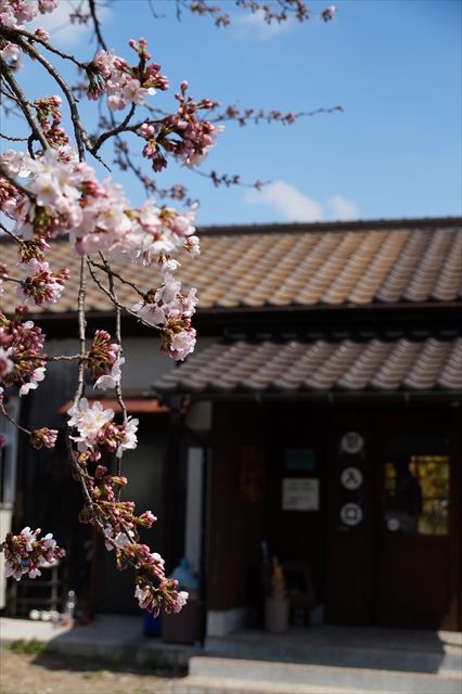 20160402_桜ツー (426)_R