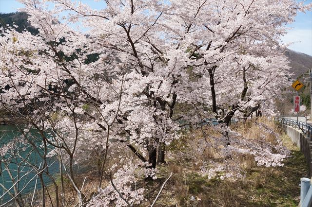 20160416_若狭_ライコ (157)_R