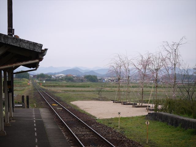 20140405_加西の桜 (71)_R