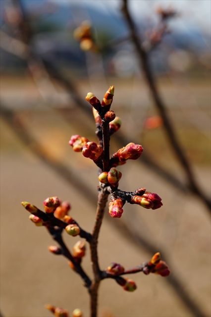 20160305_桜と梅と (74)_R