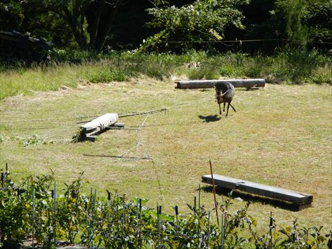 20130929_氷ノ山林道ツー (49)
