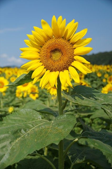 20140720_プチツー(佐用) (70)_R