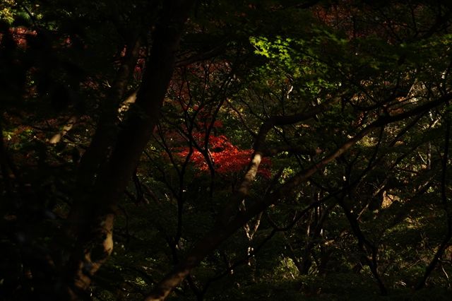 20141115_ぶらっとツー_収穫祭と紅葉と (211)_R