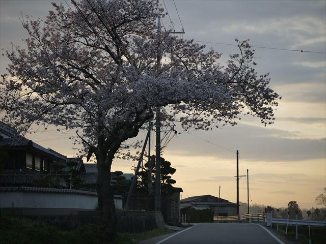 20140405_加西の桜 (3)_R