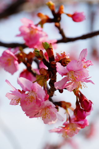 20160305_桜と梅と (17)