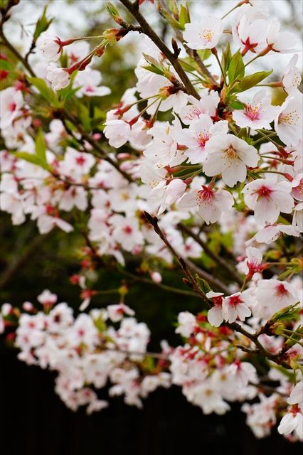 20160410_桜舞い散る (86)_R