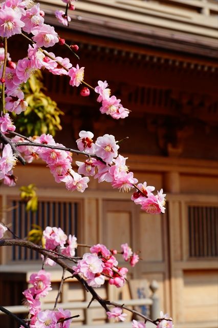 20160305_桜と梅と (48)_R