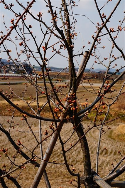 20160305_桜と梅と (77)_R