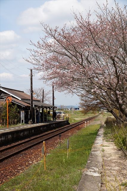 20160402_桜ツー (451)_R