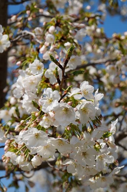 20160402_桜ツー (38)_R