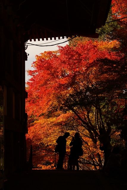 20161113_OSG紅葉ツー (97)_R
