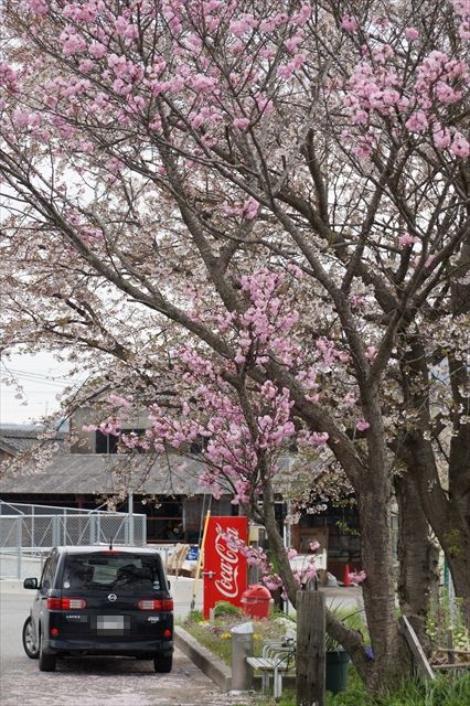 20150407_奈々入学式2 (57)_R