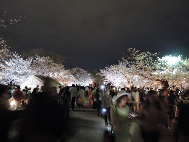 20160402_夜桜とか (27)_R