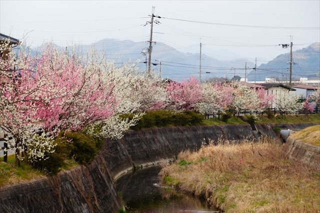 20160305_桜と梅と (101)_R