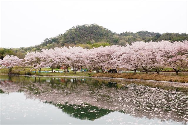20160410_桜舞い散る (209)_R